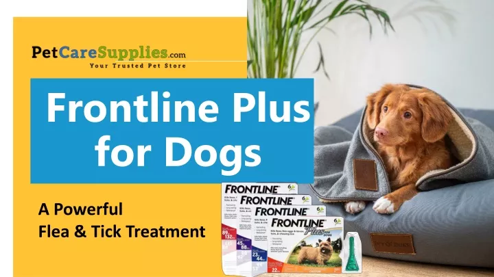 frontline plus for dogs