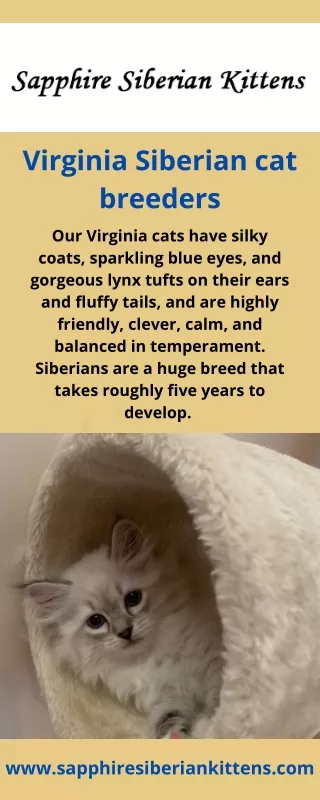 Virginia Siberian cat breeders