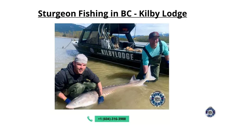 sturgeon fishing in bc kilby lodge