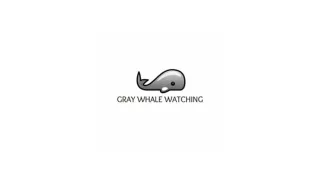 Baja Jones Adventure Travel With Close Whale Encounters