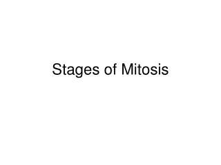 stages of mitosis