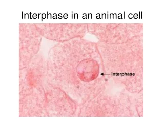 interphase in an animal cell