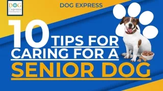 dog express