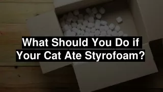 what should you do if your cat ate styrofoam