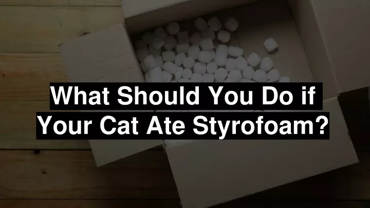 what should you do if your cat ate styrofoam