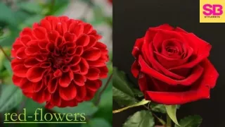 red flowers