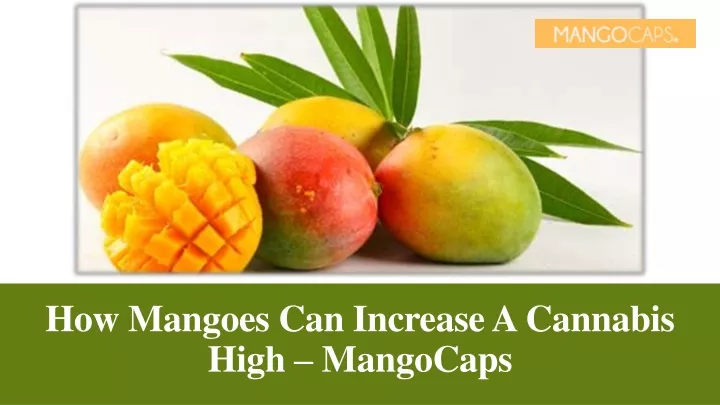 how mangoes can increase a cannabis high mangocaps
