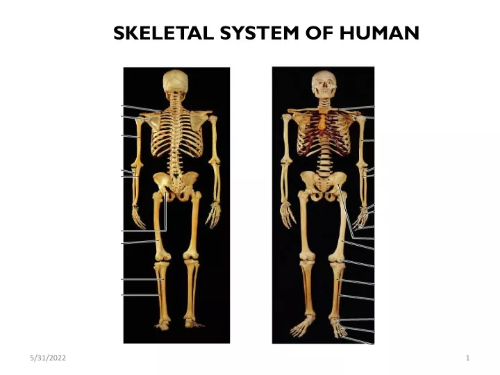 PPT Skeletal System Ppt PowerPoint Presentation Free Download ID   Skeletal System Of Human N 