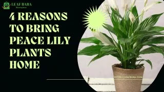 4 Reasons to Bring Peace Lily Plants Home