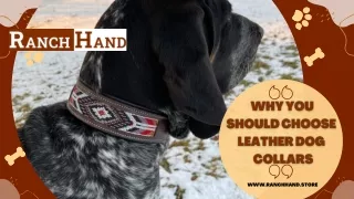 Why You Should Choose Leather Dog Collars