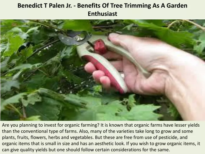 benedict t palen jr benefits of tree trimming as a garden enthusiast