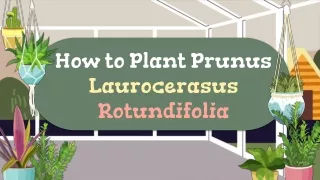 How to Plant Prunus Laurocerasus Rotundifolia