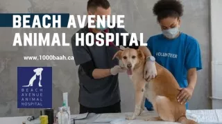 Pet Wellness Services in Vancouver