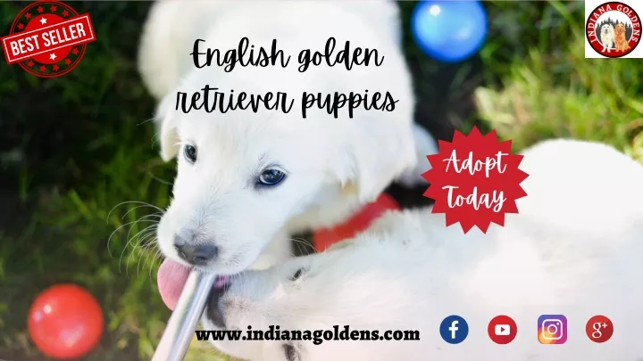 english golden retriever puppies