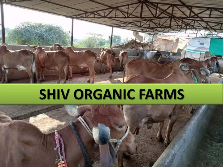 PPT - shiv organic farms PPT PowerPoint Presentation, free download ...