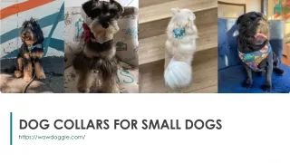 dog collars for small dogs
