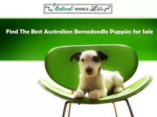 Find The Best Australian Bernedoodle Puppies for Sale