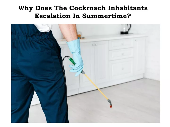 why does the cockroach inhabitants escalation in summertime