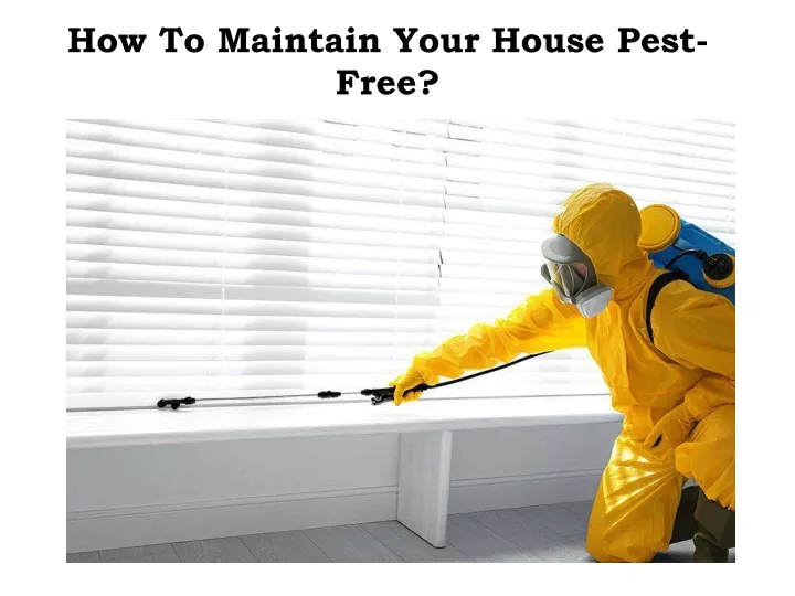 how to maintain your house pest free