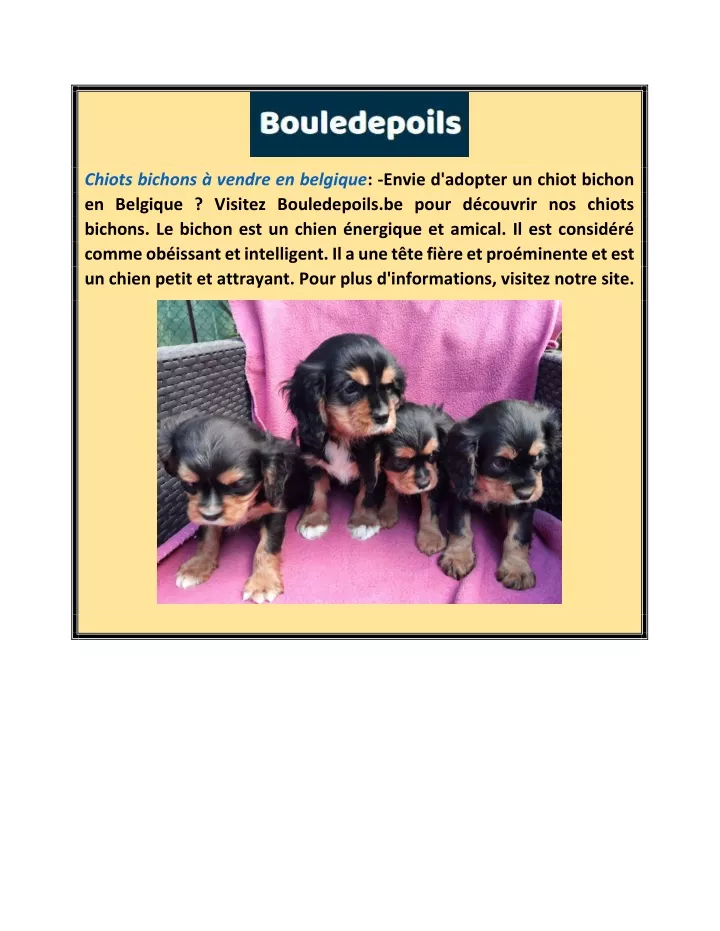 chiots bichons vendre en belgique envie d adopter