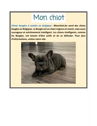 Chiots beagles à vendre en Belgique | Monchiot.be