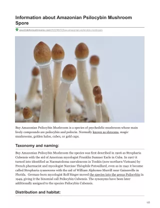 information about amazonian psilocybin mushroom