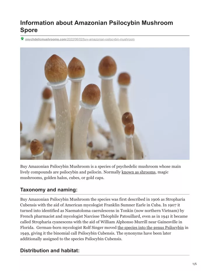 information about amazonian psilocybin mushroom