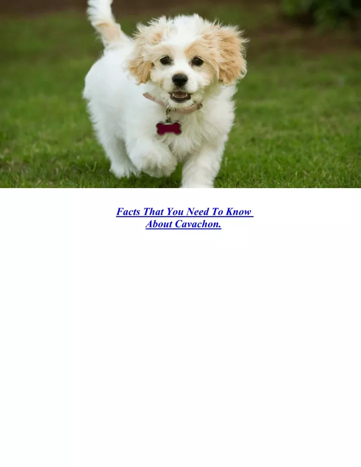 facts that you need to know about cavachon