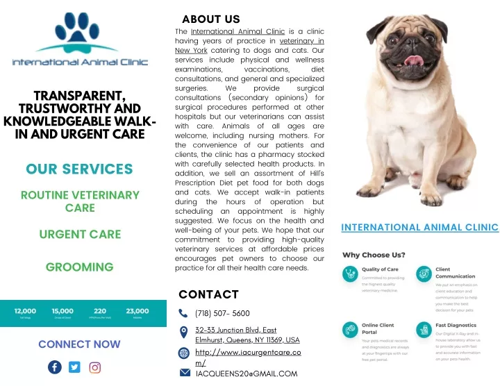about us the international animal clinic