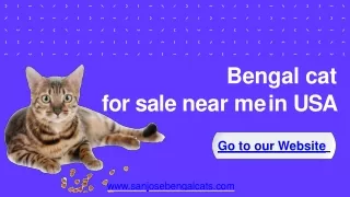 Bengal cat for sale near me in USA