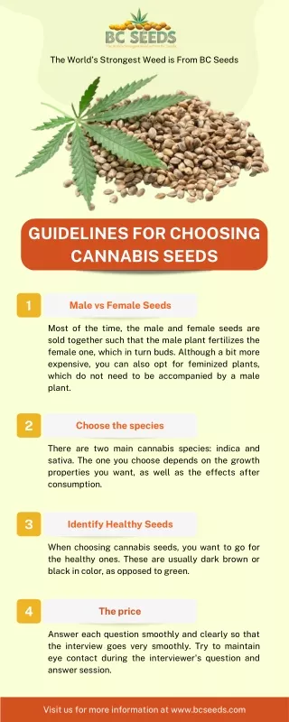 Guidelines for Choosing Cannabis Seeds