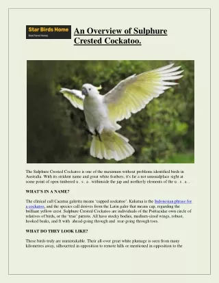 an overview of sulphure crested cockatoo