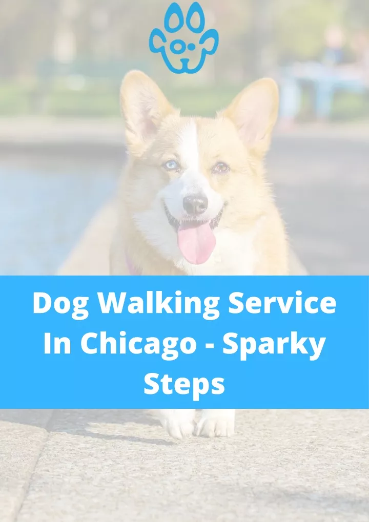dog walking service in chicago sparky steps