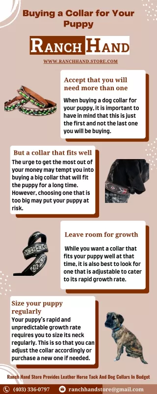 Buying a Collar for Your Puppy