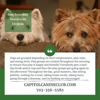 dog boarding services in virginia