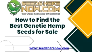 How to Find the Best Genetic Hemp Seeds for Sale
