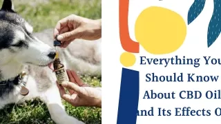 Everything You Should Know About CBD Oil and Its Effects On Pets