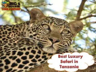 Best Luxury Safari in Tanzania