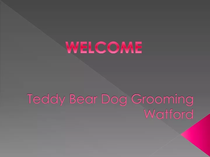 teddy bear dog grooming watford