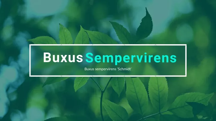 buxus sempervirens buxus sempervirens schmidt