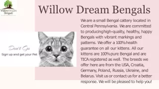 Willow Dream Bengals - Best Asian Leopard Cats For Sale