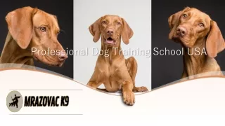 Professional Dog Training School USA