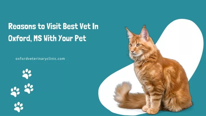 reasons to visit best vet in oxford ms with your