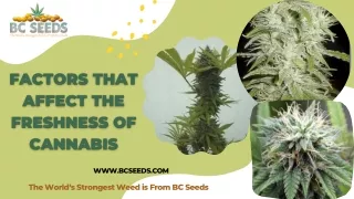Factors that Affect the Freshness of Cannabis