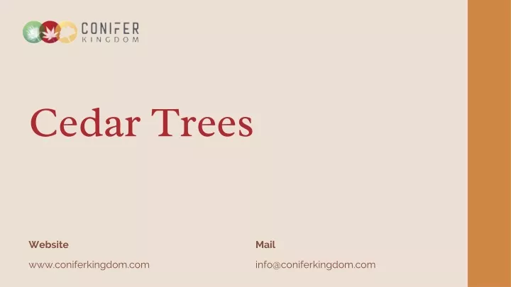 cedar trees