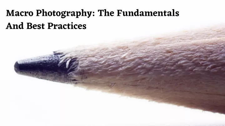 macro photography the fundamentals and best