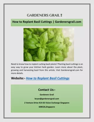 How to Replant Basil Cuttings | Gardenersgrail.com