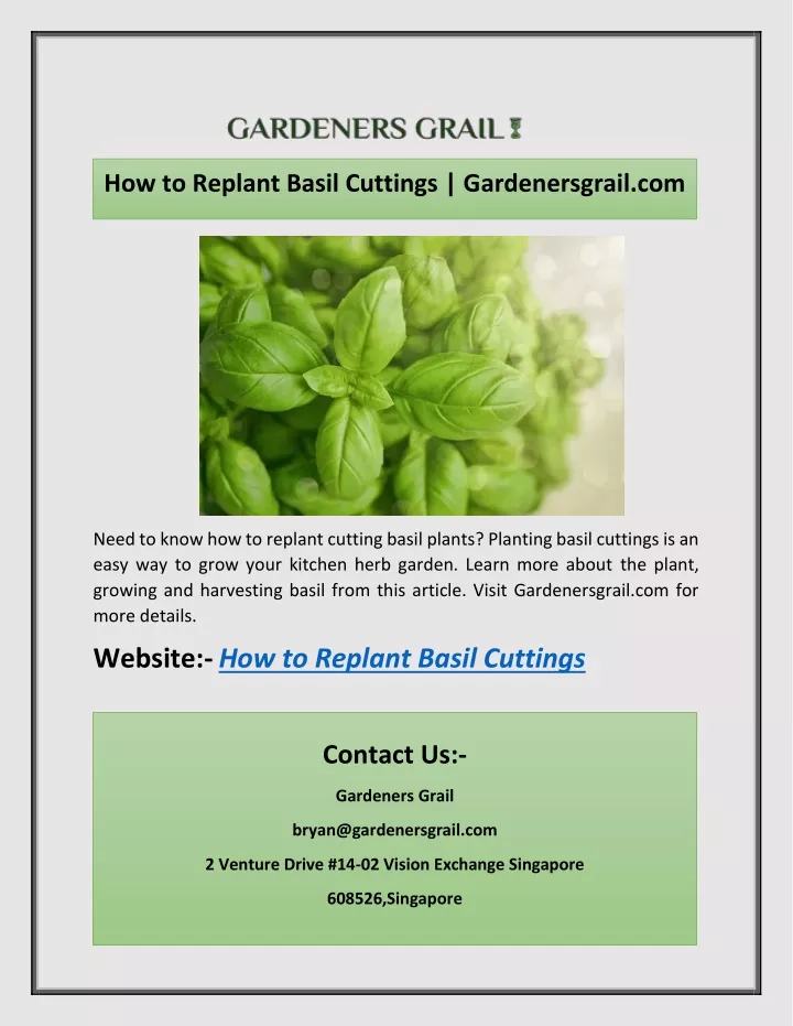 how to replant basil cuttings gardenersgrail com
