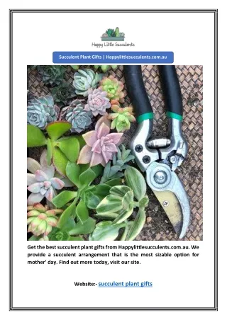 Succulent Plant Gifts | Happylittlesucculents.com.au