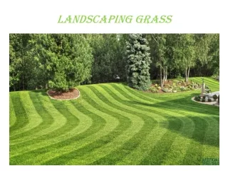 Landscaping grass